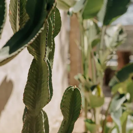 Llampí, Naturaleza, Piscina Y Encanto Mallorquín