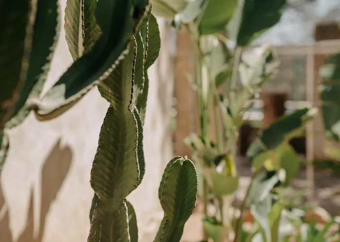 Llampi, Naturaleza, Piscina Y Encanto Mallorquin